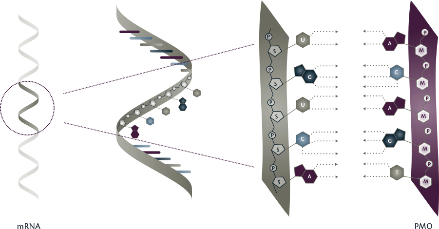 mrna pmo