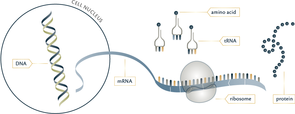 protein synthesis