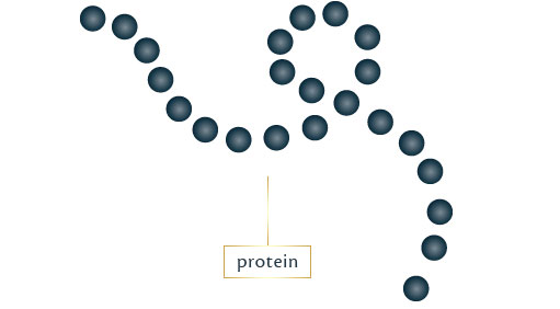 protein