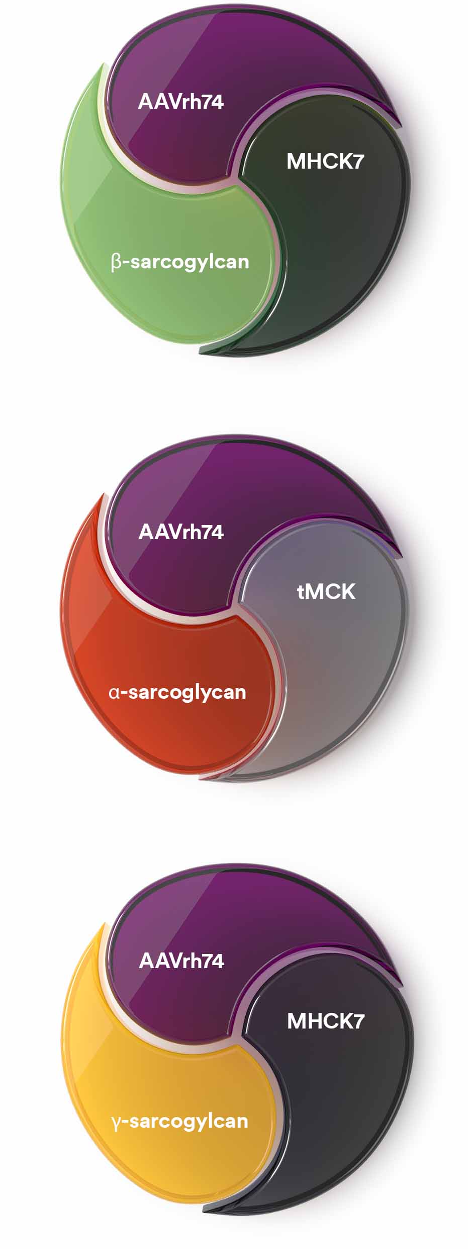 sarcoglycanopathies