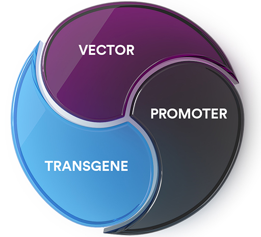 vector promoter transgene legend