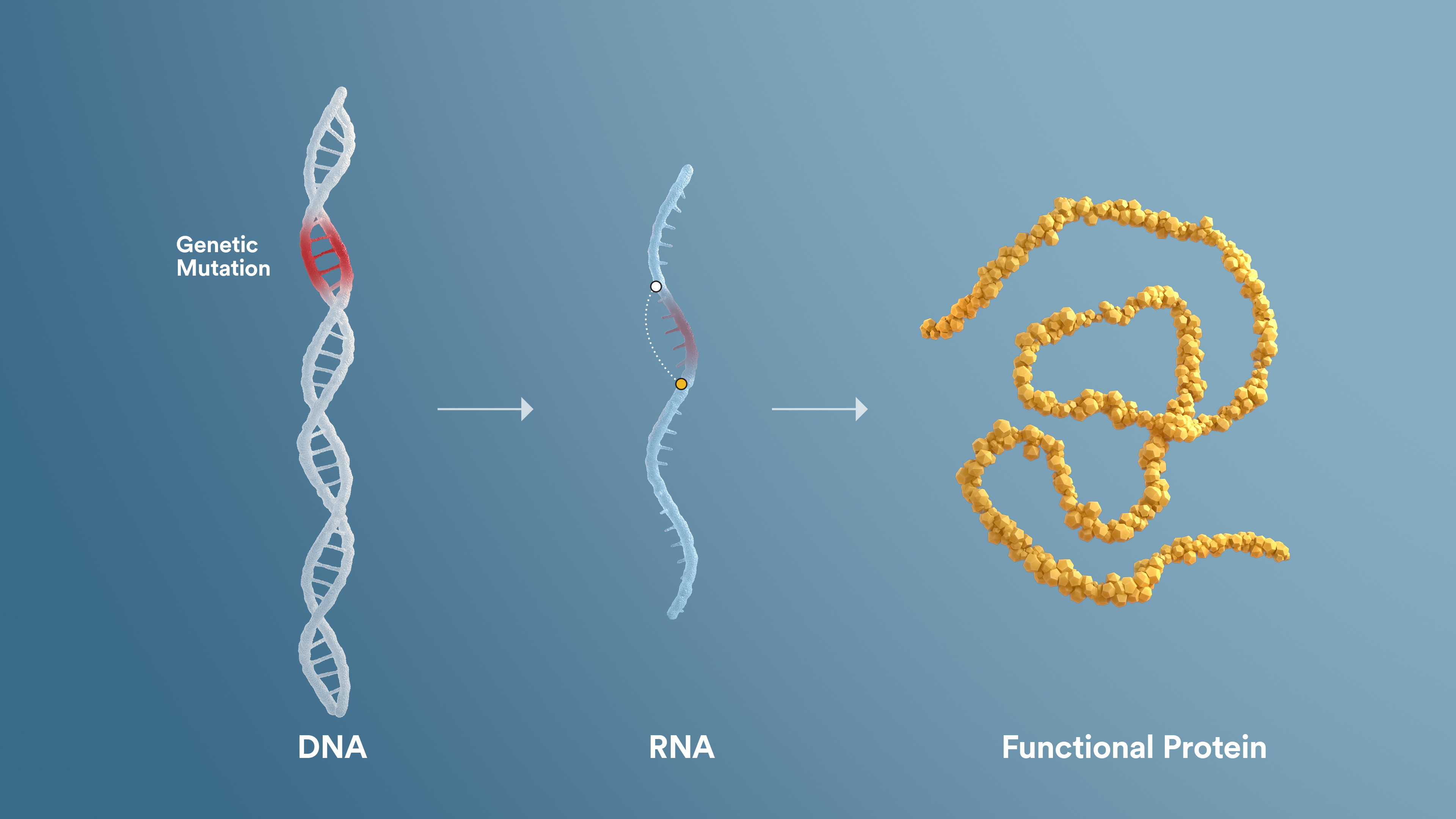 RNA exon skipping