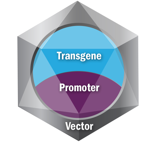 vector promoter transgene legend
