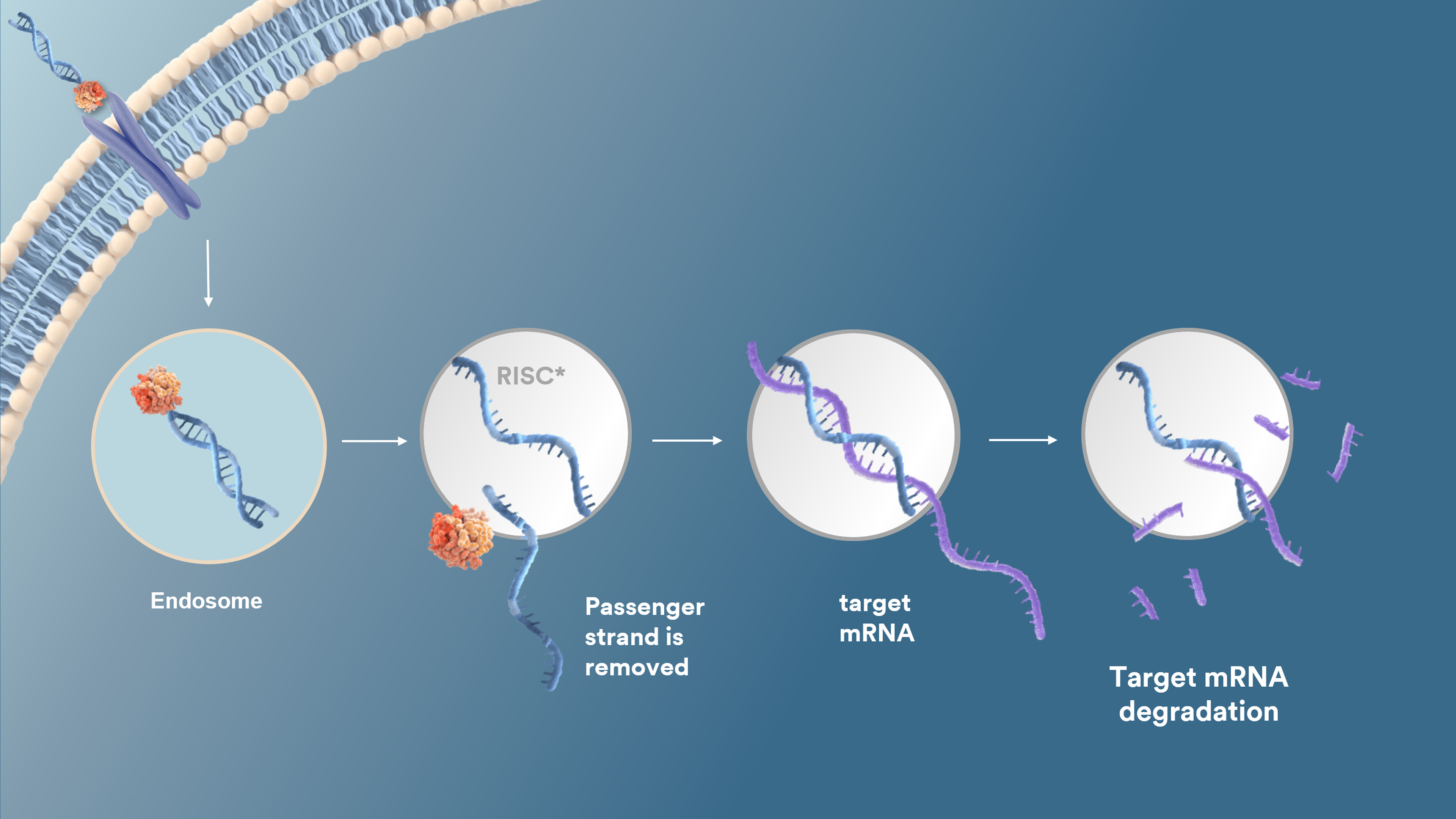 Our Science siRNA TrIM