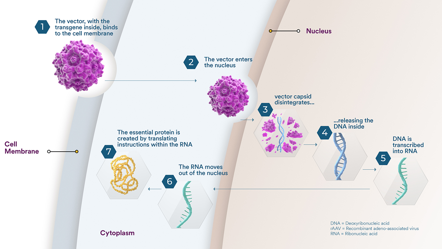 How gene therapy works 